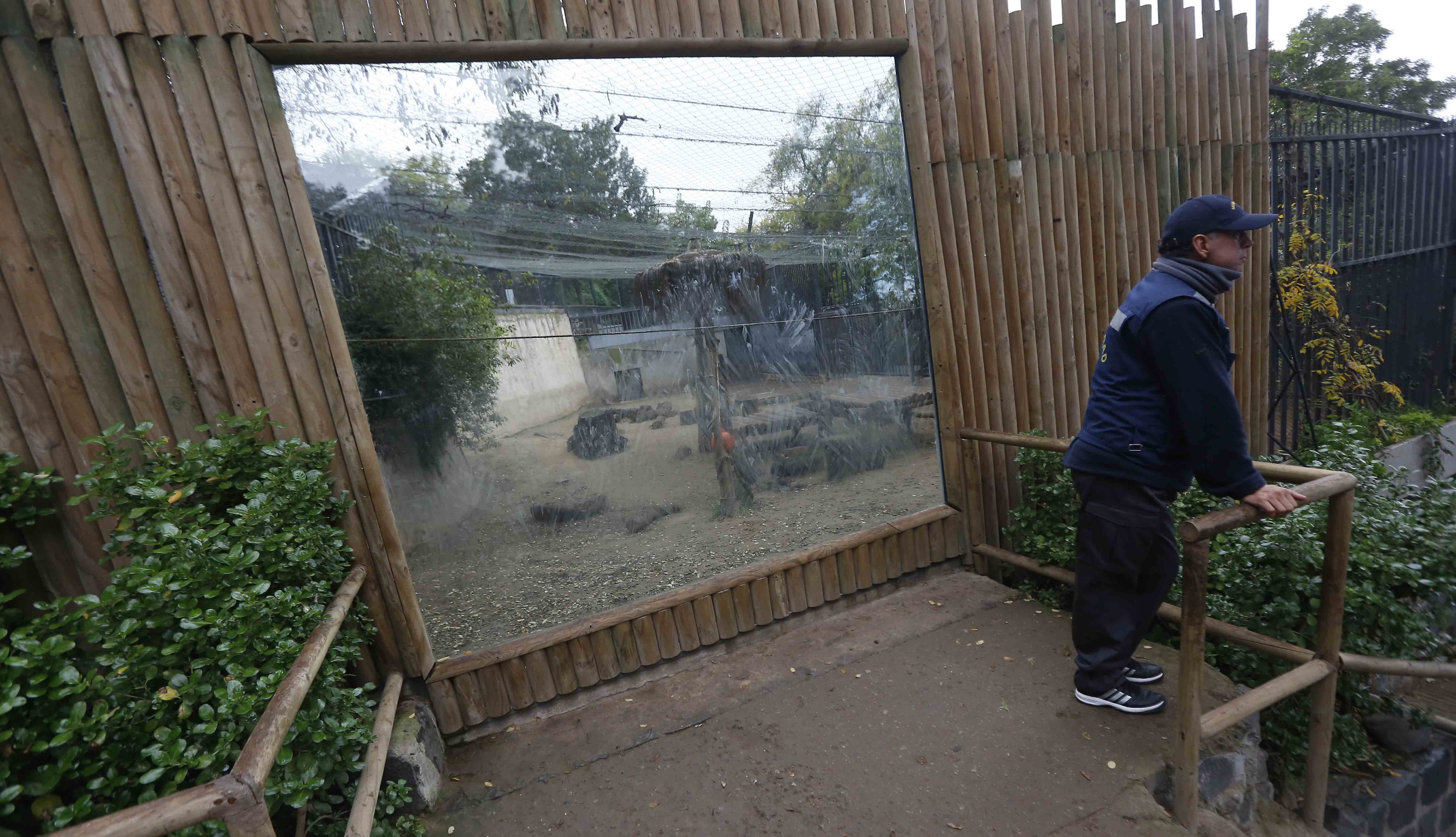 Hombre se mete desnudo a jaula de leones en Zoológico de Santiago |  