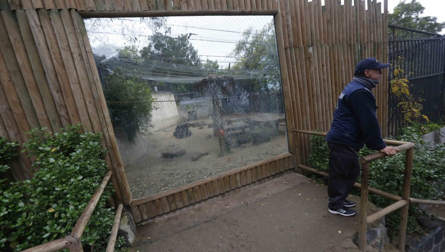 Hombre se mete desnudo a jaula de leones en Zoológico de Santiago