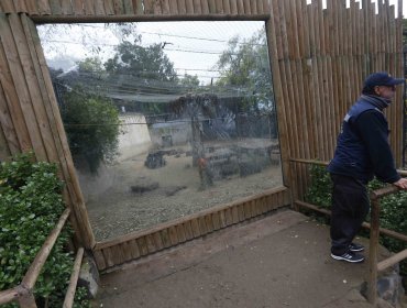 Hombre se mete desnudo a jaula de leones en Zoológico de Santiago