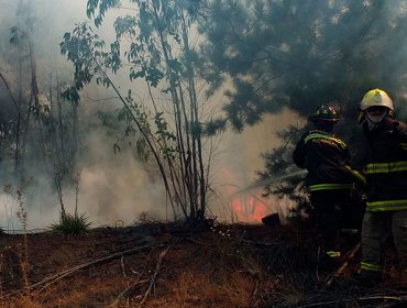 Onemi declara Alerta Roja en Lago Ranco tras incendio que consumió 40 hectáreas