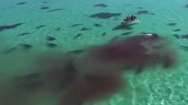 Video: Enjambre de tiburones devora a una ballena en Australia