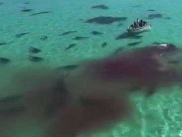 Video: Enjambre de tiburones devora a una ballena en Australia