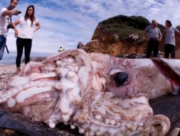 Las profundidades del océano esconden calamares tamaño autobús