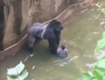 Sacrifican a gorila en un zoológico de EE.UU para rescatar a un niño