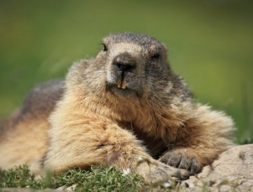 Hembras de marmota son infieles con otros machos para evitar la consanguinid