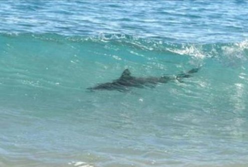 Australia: Surfista pierde una pierna al ser atacado por un tiburón (vídeo)