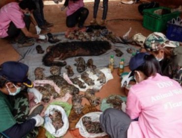 Hallan 40 cachorros de tigre muertos en popular templo budista en Tailandia