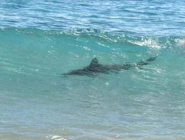 Australia: Surfista pierde una pierna al ser atacado por un tiburón (vídeo)