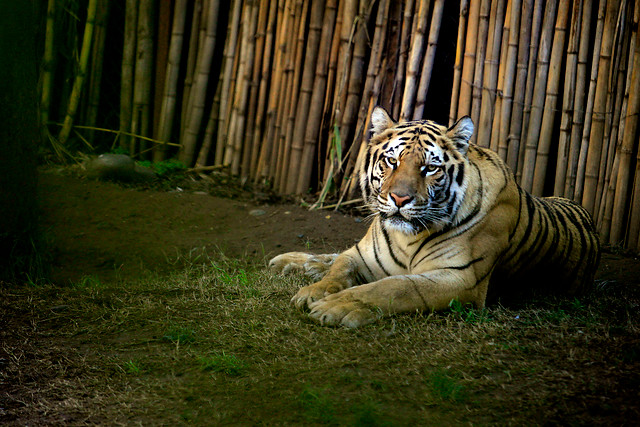 Templo del Tigre de Tailandia traslada a sus 137 ejemplares a centros silvestres