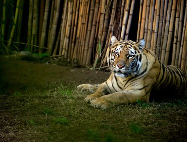 Templo del Tigre de Tailandia traslada a sus 137 ejemplares a centros silvestres