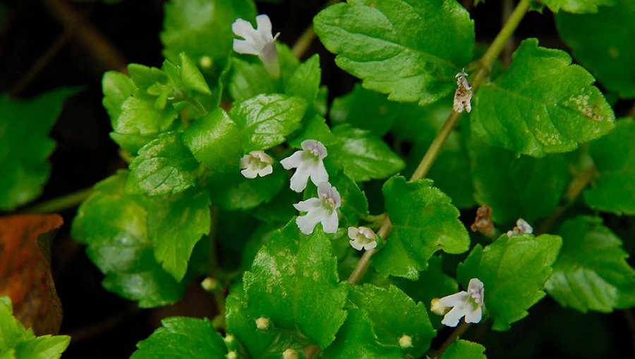 Estas plantas ayudan a purificar el ambiente de tu hogar