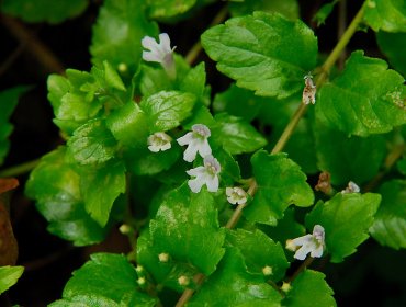 Estas plantas ayudan a purificar el ambiente de tu hogar