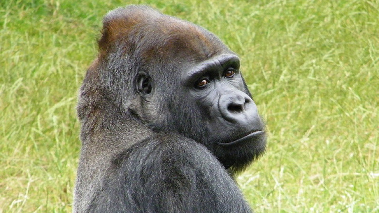 Exoneran de cargos a los padres del niño que cayó al foso del gorila abatido en un zoo de EE.UU