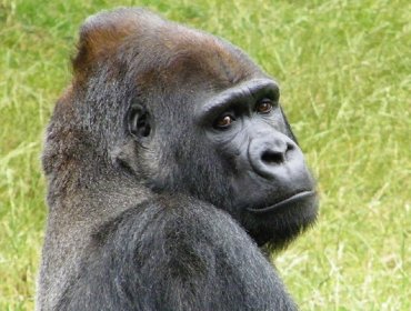 Exoneran de cargos a los padres del niño que cayó al foso del gorila abatido en un zoo de EE.UU