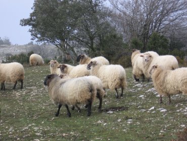 Impactante denuncia: Apuñalaron y desollaron vivas a ovejas en Punta Arenas