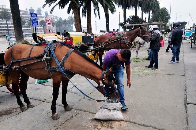 Victorias de Viña: Municipio planea eliminar los coches de aquí a agosto