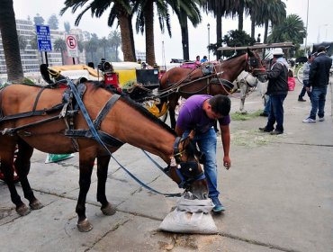 Victorias de Viña: Municipio planea eliminar los coches de aquí a agosto