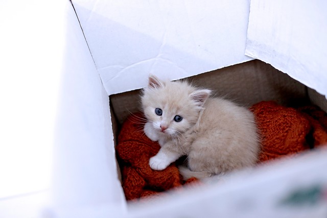 Un estudio señala que los gatos parecen entender leyes de la Física