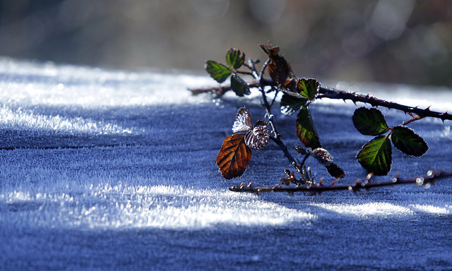 Las altas temperaturas del Ártico retrasan expedición del trineo del viento