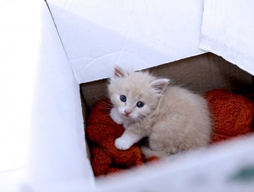 Un estudio señala que los gatos parecen entender leyes de la Física