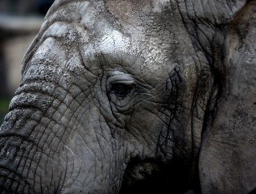 Los elefantes podrían desaparecer en 2022 en la Reserva de Selous, en Tanzania