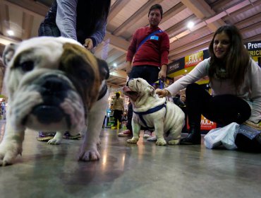 Los beneficios de cocinar comida casera a tu perro