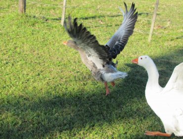 Laguna de Zapallar: Gansos y patos tuvieron que ser erradicados por constantes peleas