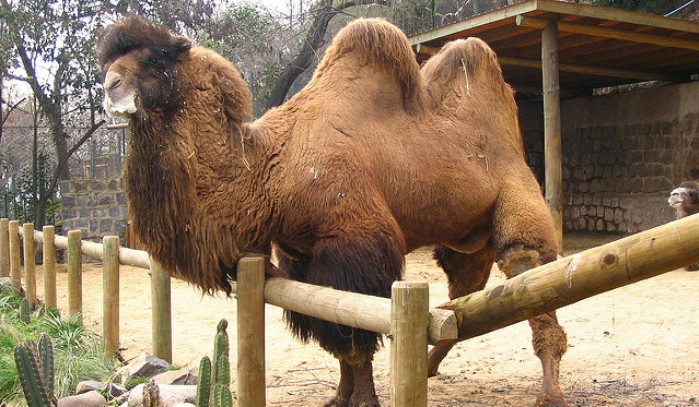 Zoológico de Santiago: Ahora sujeto entró a la jaula de los Camellos