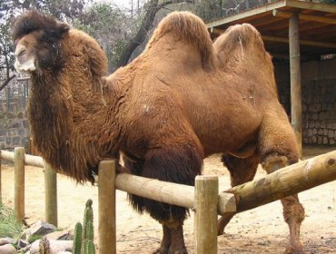 Zoológico de Santiago: Ahora sujeto entró a la jaula de los Camellos