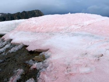 Algas rojas que pigmentan la nieve la nieve en el Ártico aceleran su deshielo