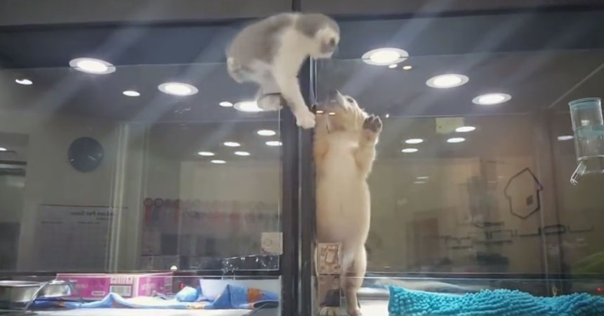 Este video explotó en las redes por una razón obvia: Este gatito es el más tierno del mundo