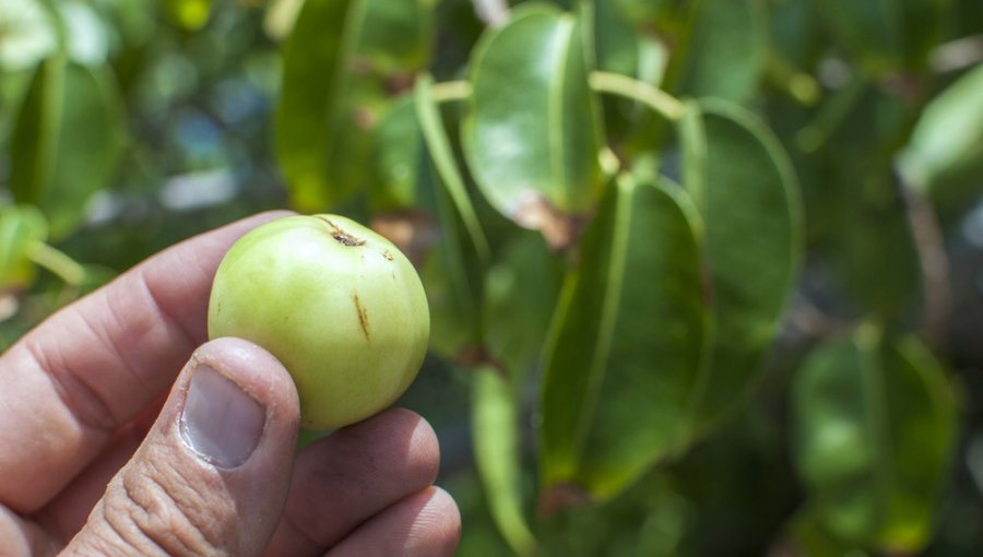 ¿Sabías que hay un árbol capaz de matarte? Sí, ¡un árbol!