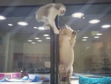 Este video explotó en las redes por una razón obvia: Este gatito es el más tierno del mundo