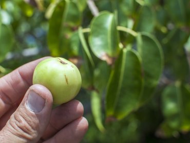 ¿Sabías que hay un árbol capaz de matarte? Sí, ¡un árbol!