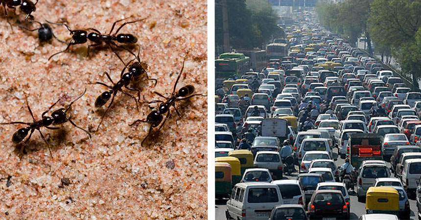 Las hormigas tienen la solución para evitar la congestión vehicular