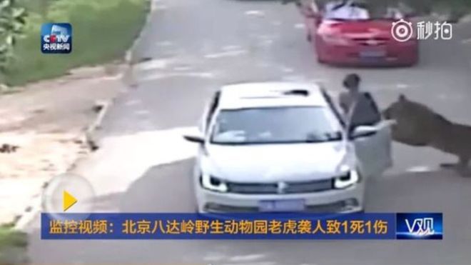 China: Tigres matan a una mujer e hieren a otra en un safari en Pekín