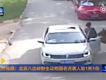 China: Tigres matan a una mujer e hieren a otra en un safari en Pekín