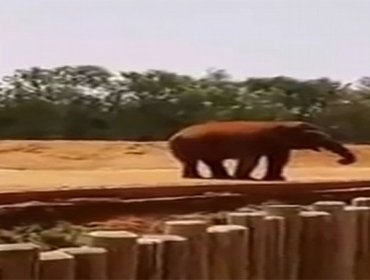 Video: Elefante mata a una niña de 7 años lanzándole una roca a la cabeza