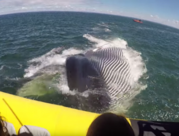 Gigante Ballena casi se traga un bote lleno de turistas