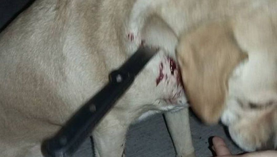 Macabro: Encuentran perrita caminando con cuchillo en su cuello en Alto Hospicio