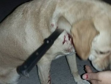 Macabro: Encuentran perrita caminando con cuchillo en su cuello en Alto Hospicio