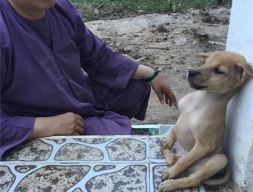 El conmovedor caso de los cachorros que no dejan de abrazarse al ser abandonados