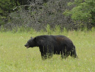 Fuerte video: Un oso se encuentra a una vaca y la devora