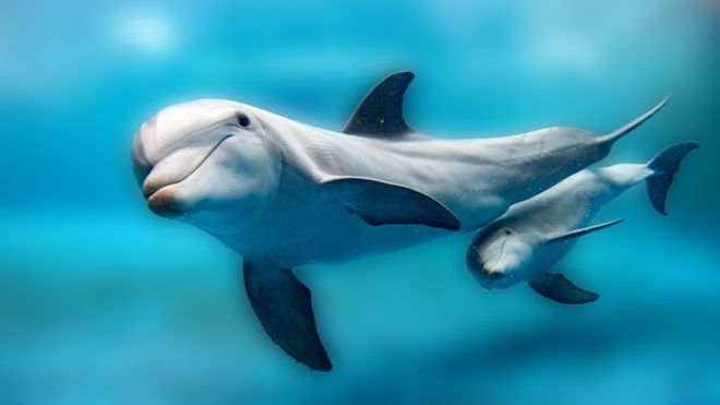 La ternura sin fin de los delfines: Madres les cantan a sus bebés cuando están en el útero