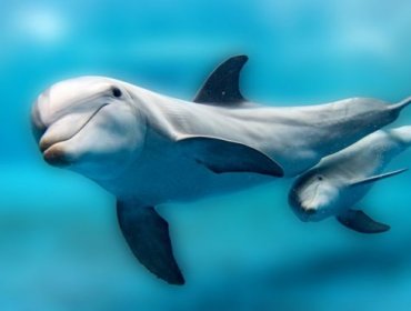La ternura sin fin de los delfines: Madres les cantan a sus bebés cuando están en el útero