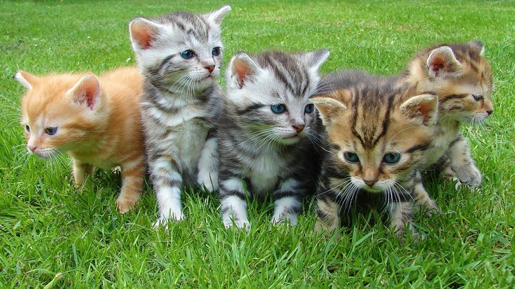 ¿La diferencia entre un gato y una gata?: Científicos alemanes realizan un asombroso descubrimiento