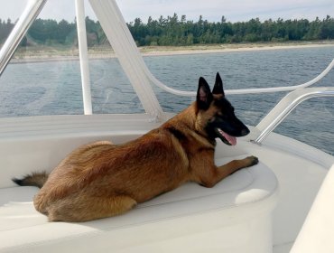 Perro nadó casi 10 kilómetros para encontrar a su familia tras caer de un barco