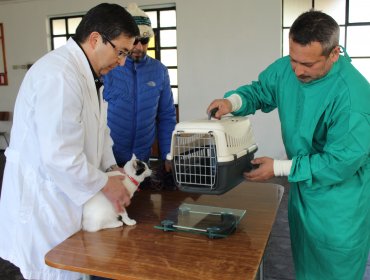 Villa Alemana: Inician operativo gratuito de esterilización de mascotas