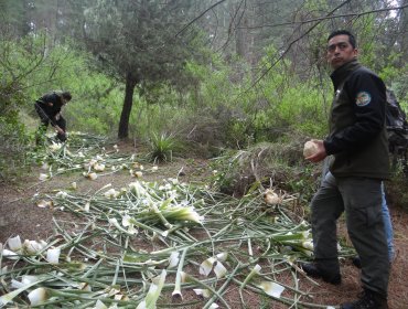 Conaf denuncia corta ilegal de 200 chaguales en la Reserva Nacional Lago Peñuelas