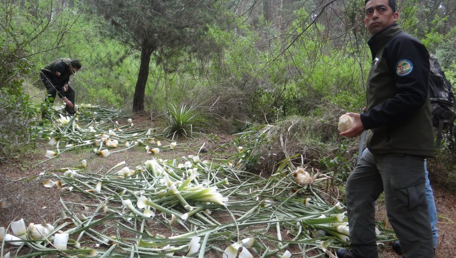 Conaf denuncia corta ilegal de 200 chaguales en la Reserva Nacional Lago Peñuelas